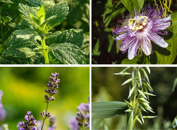 Heilpflanzen für den Schlaf Melisse, Passionsblume, Hafer und Lavendel
