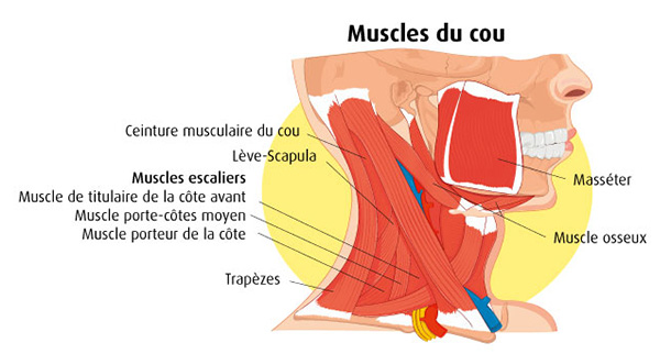 Infographie du cou et des muscles du cou
