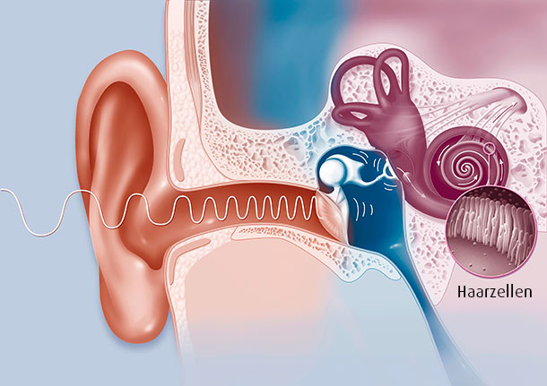 Anatomie menschliches Gehör Infografik bzw. Illustration des menschlichen Ohrs. Die Haarzellen werden in einem vergrösserten Ausschnitt gezeigt.