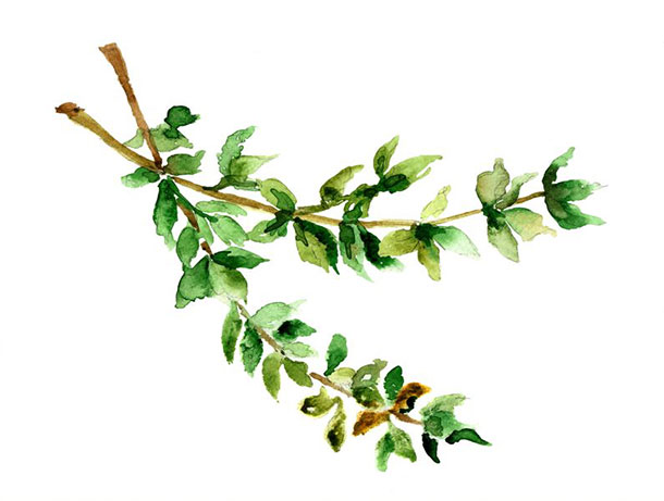 A.Vogel: Thymian – Klassiker in Küche, Heilkunde und im Bad (Illustration: 123RF, Regina Zersova) Thymian illustriert im Aquarell-Stil.