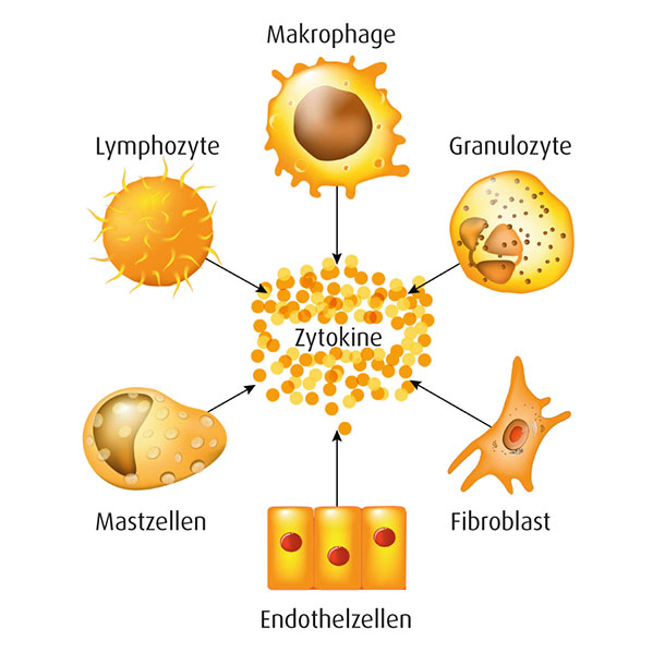 A.Vogel: Infografik Zytokine (Grafik: 123RF, Designua) Eine zentrale Rolle spielen Zytokine: hormonähnlich wirkende Eiweissstoffe, die für die Kommunikation zwischen den Immunzellen zuständig sind. Zytokine können Immunzellen an- oder abschalten und damit Entzündungen fördern oder blockieren.