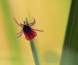 Zecke (Foto: 123RF, Upuha Koeopor) Eine rot-braune Zecke wartet auf einer Grasspitze auf ihre nächste Mahlzeit.