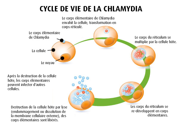 Dangereuses chlamydias (Photo: 123RF, designua) Cycle de vie de la chlamydia