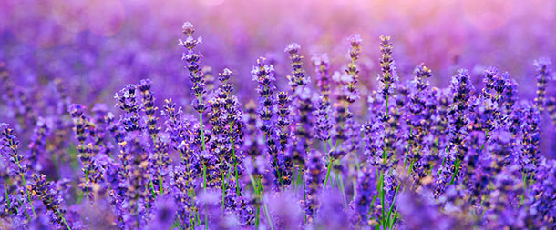 Lavendel wirkt antidepressiv (Foto: Shuttestock, OHishiapply) Violeter Lavendel, überall. Detailaufnahme eines grossen Lavendelfeldes.