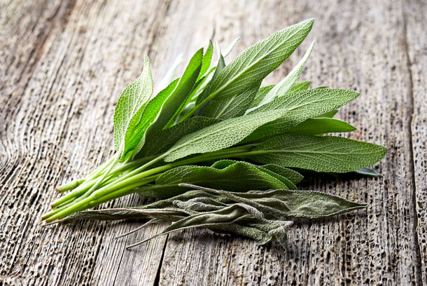 Salbei (Foto: 123RF, Dionisvera) Salbei stärkt das Zahnfleisch und den Mundraum.