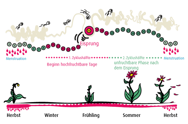 Das allmonatliche menstruelle Geschehen in Analogie zum jahreszeitlichen Rhythmus zu betrachten, ist gar nicht mal so weit hergeholt und durchaus ein schönes Bild. Der Herbst steht dabei für die Menstruation (1. Menstag = 1. Zyklustag), der Winter entspricht dem ausgeglichenen, phlegmatischen ersten Teil der Follikelphase, der Eisprung markiert den beschwingten Frühling, die vom «Körperfeuer» getragene Gelbkörperphase wird dem Sommer zugeordnet. 