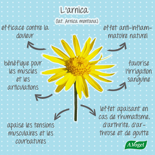 L'arnica montana, une plante aux multiples vertus L'arnica montana, une plante aux multiples vertus