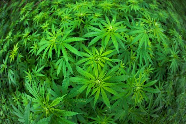 Cannabis-Pflanze (Foto: 123RF/A. Yankovyi) Cannabis Pflanze