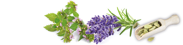 Aromatische Duftpflanzen wie Lavendel, Melisse oder auch Kardamom helfen beim Entpsannen. Lavendel, Melisse, Kardamom
