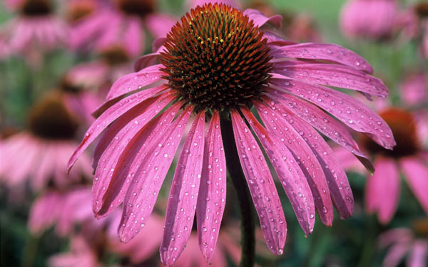 Echinacea-Blüte Echinacea