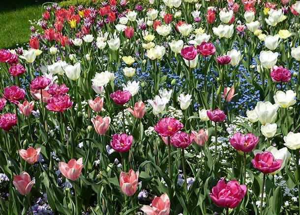 Tulpes (Photo : W.Jost) Tulpes