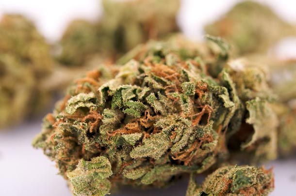 cannabis comme médicament cannabis comme médicament