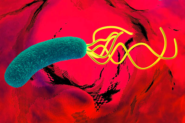 Helicobacter pylori Helicobacter pylori