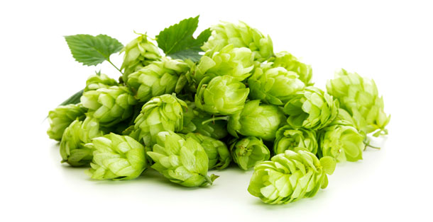Hopfen (Foto: 123RF, eyewave) Ein wunderbares Getränk für schwüle Abende ist der Hopfenblütentee.