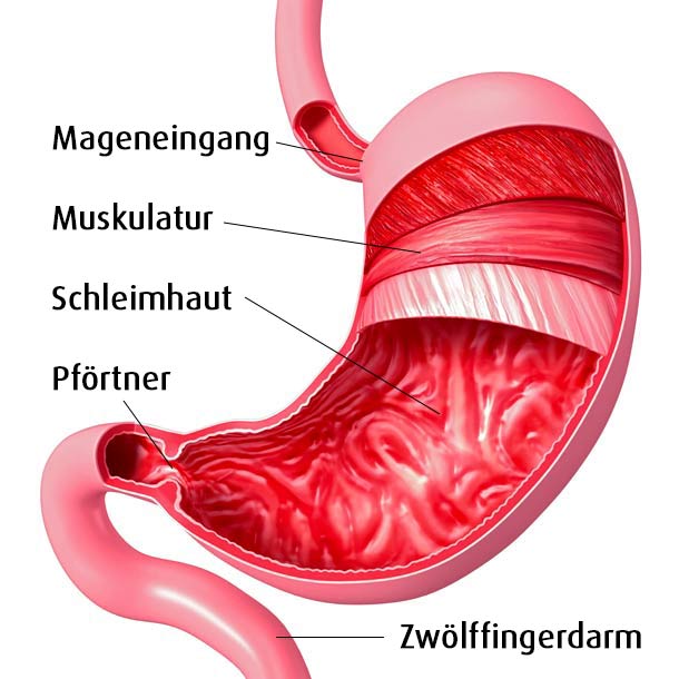 Schematische Darstellung des Magen (Foto:123RF/S. Ken) Magen