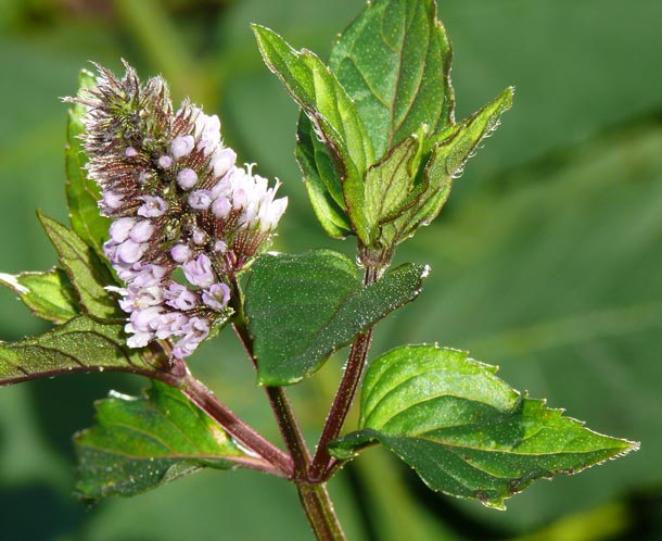 La menthe agit sur la nausée La menthe agit sur la nausée