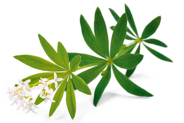 Waldmeister