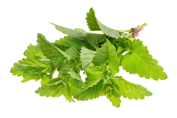 Zitronenmelisse (Foto: 123RF, A. Nikolova) Zitronenmelisse gleicht den Temperaturhaushalt des Körpers und balanciert das vegetative Nervensystem aus.