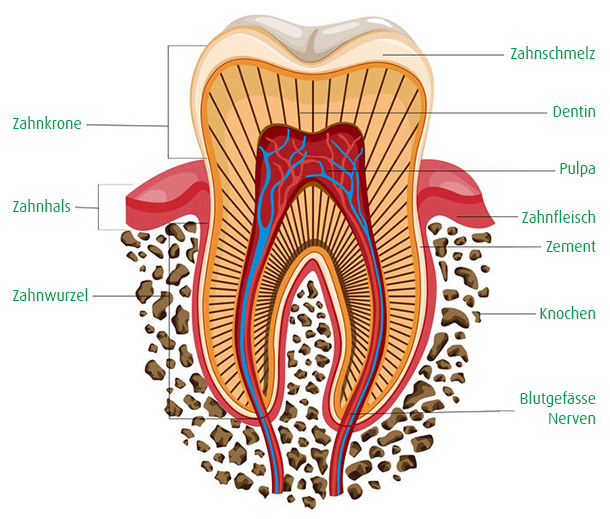 Zahn Anatomie