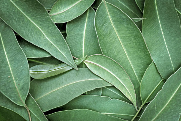 Eucalyptus (Foto: 123RF, R. Mackenzie) Die Spülung mit Eukalyptustee ist hilfreich bei der Behandlung von Pilzerkrankungen mit Candida und Aphten.