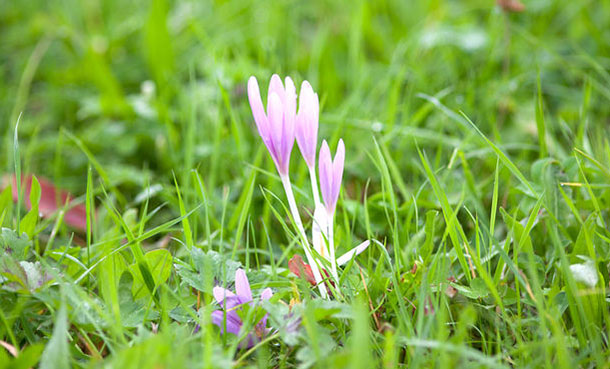 Herbstzeitlose (Foto: 123RF, Anja Seibert) Herbstzeilose in einer grünen Wiese.
