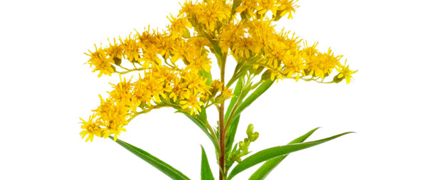 Solidage ou verge d'or (Photo: 123RF, madllen) Une combinaison d'extraits d'écorce et de feuilles de peuplier, de la partie verte du vrai solidage et d'écorce de frêne ont un effet positif sur les troubles dus à l'arthrose.