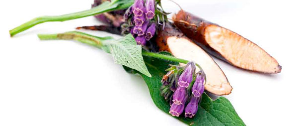 La consoude a anti-inflammatoire et analgésique (Photo: Fotolia, unpict) La consoude, une aide naturelle contre les douleurs et inflammations