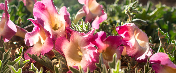 Teufelskrallen Blüten und Blätter (Photo: A.Vogel AG) Griffes du diable fleurs et feuilles