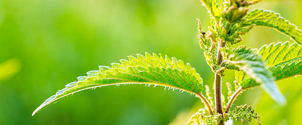 Ortie: plante médicinale dans l'arthrose (Photo: Fotolia) En cas d'arthrose, l'ortie a un effet