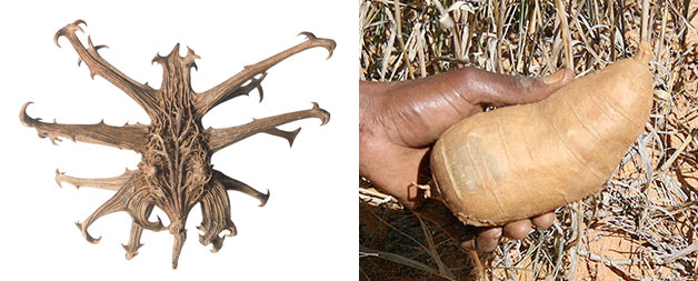 La griffe du diable: fonctionne antiarthritique (Photo: A.Vogel AG) La griffe du diable: fruit & racine