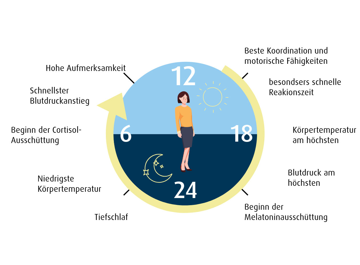 Schematische Darstellung der Inneren Uhr (Foto: Adobe Express, Quelle nobelprize.org) Innere Uhr Grafik