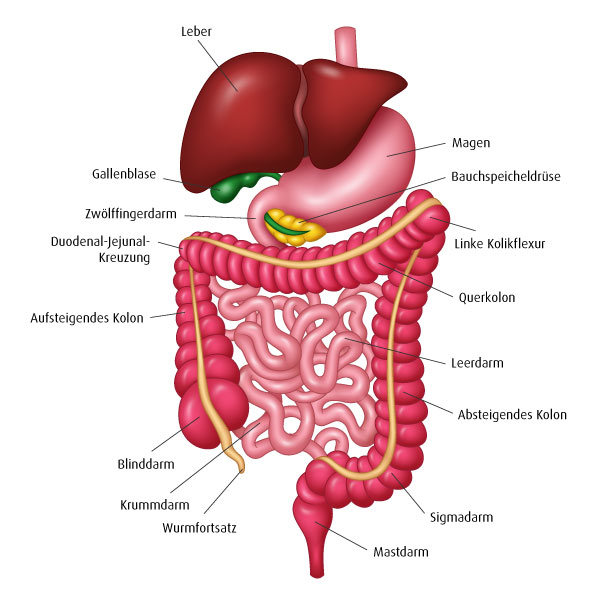 A.Vogel: Anatomie Verdauungssystem (Illustration: 13RF, Lisa Arjo Sukamto) Infografik der menschlichen Verdauungsorgane