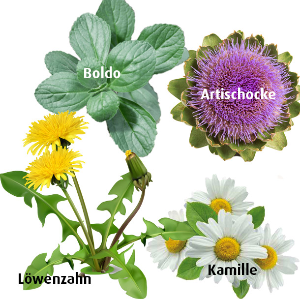 Heilpflanzen gegen Völlegefühl: Artischocke, Boldo, Kamille, Löwenzahn Artischocke, Boldo, Kamille, Löwenzahn