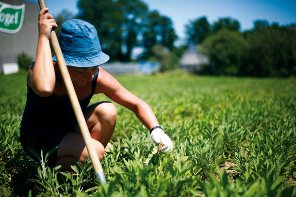 Nicht zu unterschätzen im Heilpflanzenanbau ist die unerwünschte «Begleitvegetation», landläufig: Unkraut.