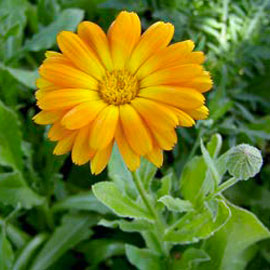 Der Pflanzensaft der Ringelblume lindert bei Verbrennungen die Schmerzen und wirkt hautheilend, desinfizierend sowie abschwellend. 