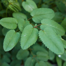 Der grosse Wiesenknopf hat rot-bräunliche Blüten, der Kleine Wiesenknopf eher grünliche. Beide enthalten Gerbstoffe, Flavonoide und Vitamin C. 