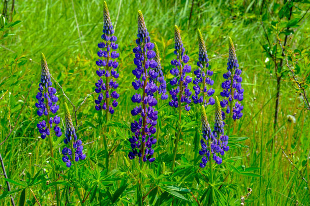 Milchersatz aus Lupinen (Foto: 123RF/ekina) Lupinenfeld