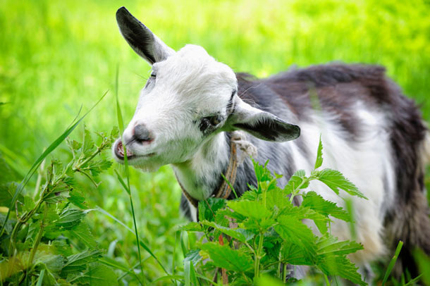 Ziegen sind weitaus genügsamer als Rinder (Foto: 123RF/nataljusja) Ziege frisst an Brennnesseln