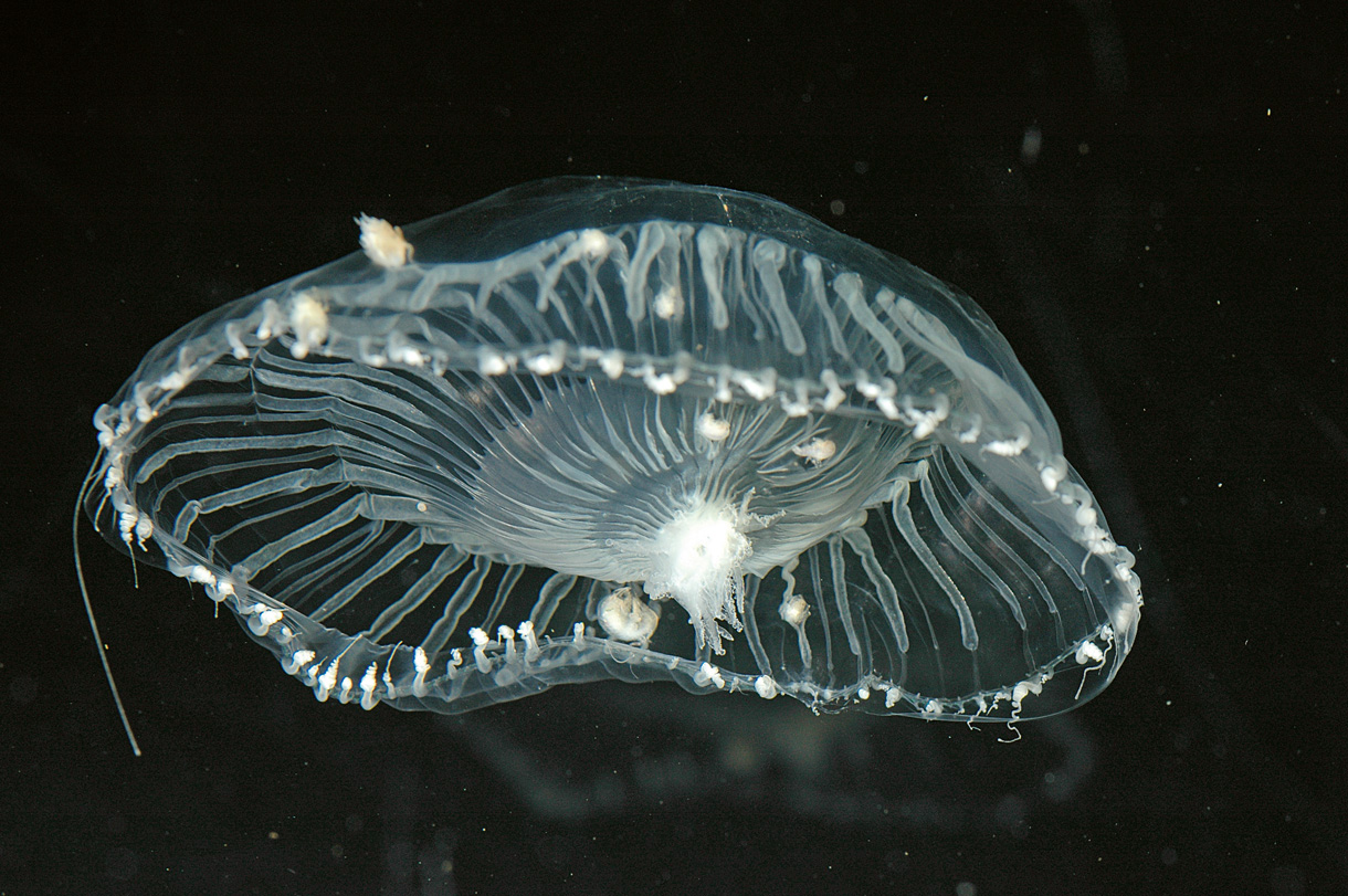 Aequorea (Photo : Wikimedia Commons, SSL Blakely)