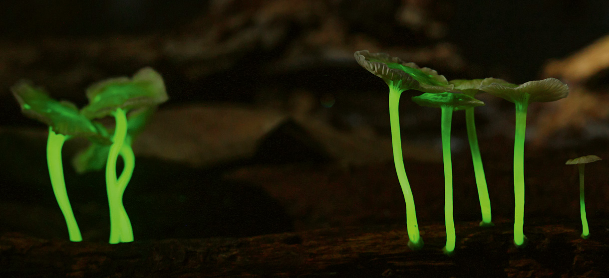Champignons lumineux (Photo : Wikimedia Commons HR Domingos) Vous pouvez voir deux petits groupes de champignons qui brillent verdâtre dans le noir. Ils ont l'air très délicats, ont un style long et une fine "capuche".