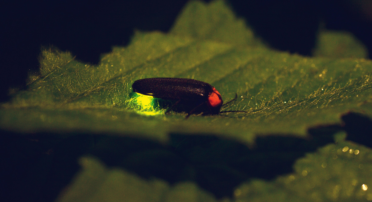 Femelle luciole (Photo : 123RF, tonarinokerroro) Une luciole femelle sur une feuille. Son derrière brille de mille feux.