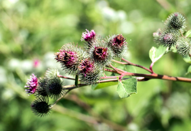 Die Natur zum Vorbild: Klette wird zum Klettverschluss.