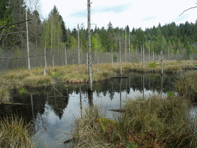 Renaturiertes Moos in Torbemoos bei Bremgarten. (Foto: Ariel Bergamini, WSL) Renaturiertes Moos in Torbemoos bei Bremgarten.