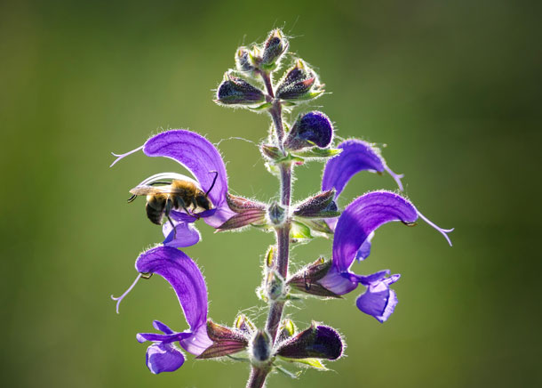 Hebelmechanismus der Wiesensalbeipflanze