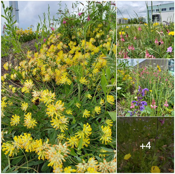 Wildblumenwiesen in Roggwil