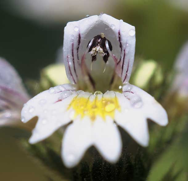 Euphrasia