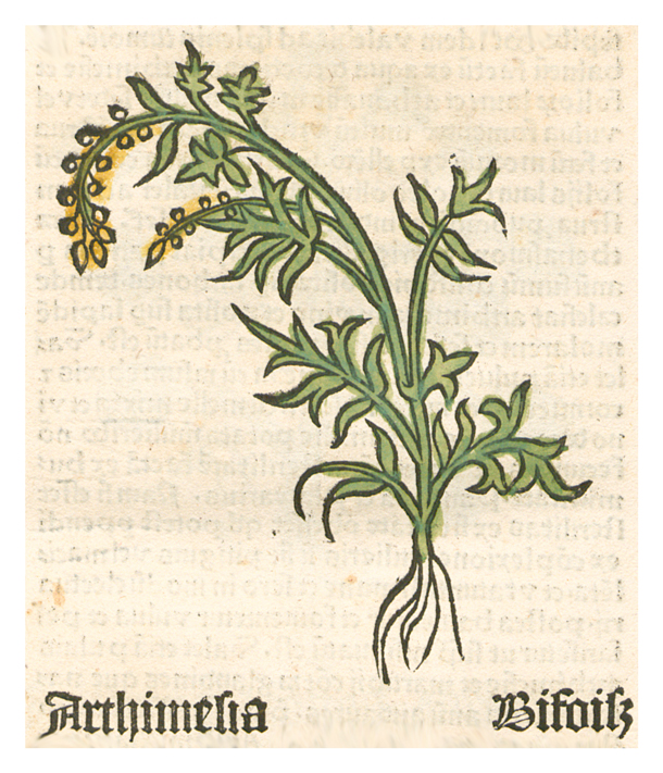 "Artemisia Bifoiss" im Herbarius Moguntinus, 1484 (Wikimedia/Herbarius Moguntinus,) Herbarius Moguntinus Beifuss