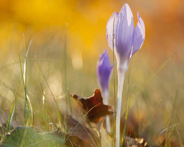 Les colchiques (Photo : fotolia) Les colchiques