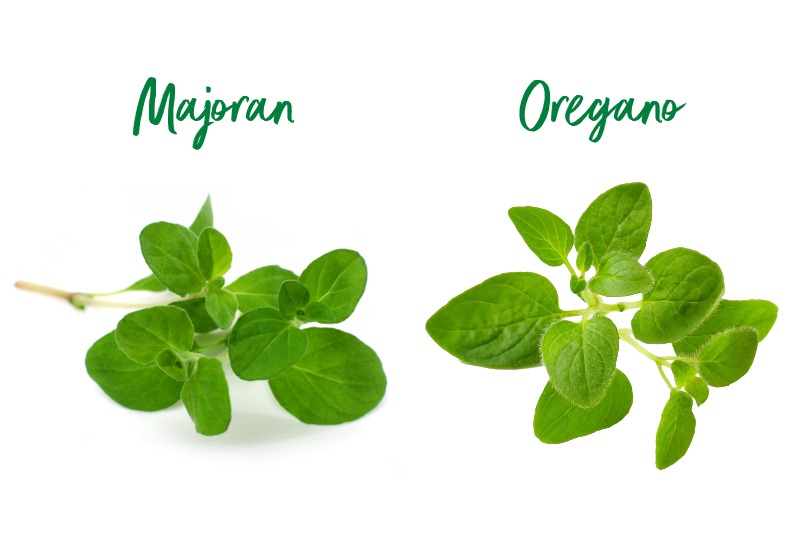 Majoran und Oregano