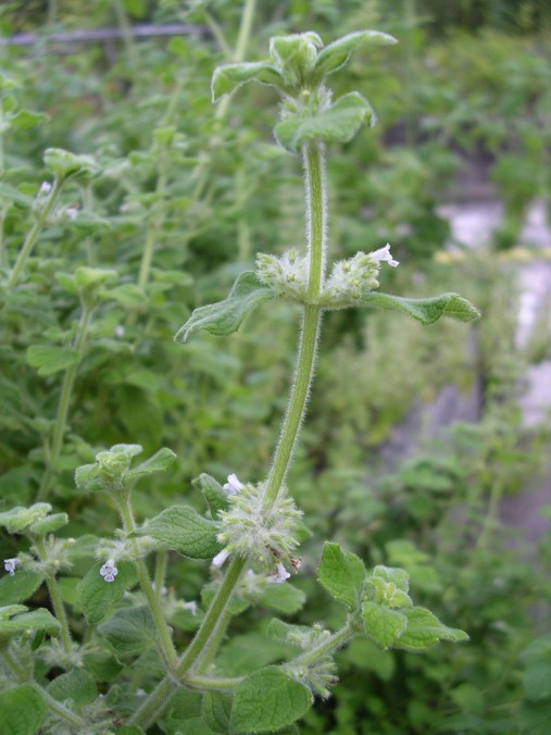 Heilpflanze Muña (Minthostachys mollis) (Foto: Wikipedia/Alebuhn) Muña (Minthostachys mollis)